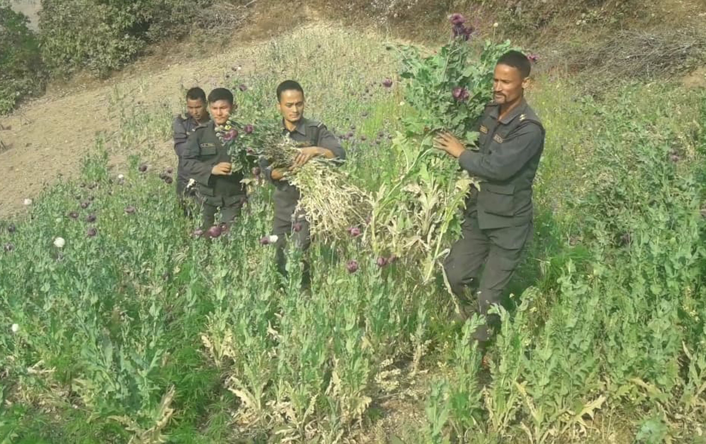 जाजरकोटमा फस्टाउँदो अफिम खेती