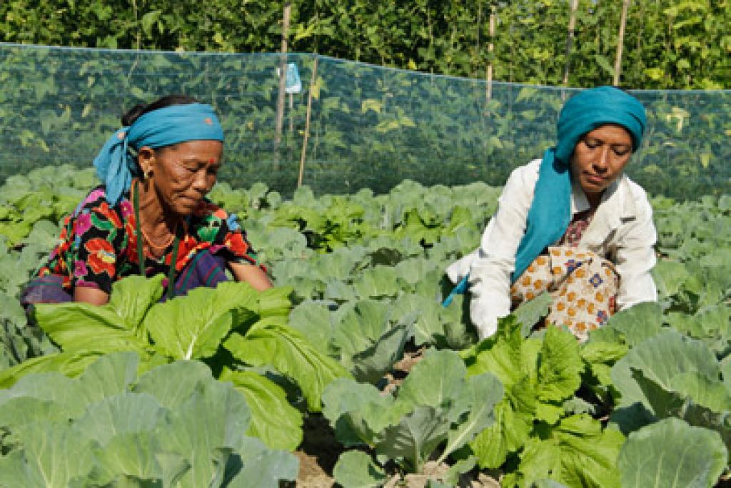 ६६ लाख किसानको मालिक बन्ने सपनामा तुसरापात 