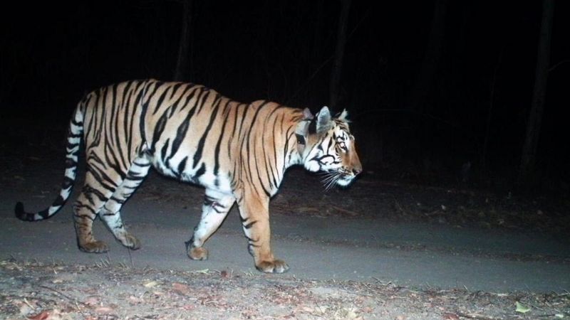 पोथी खोज्दै ३,००० किलोमिटरको यात्रामा बाघ
