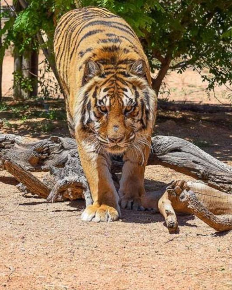 बाघ–गैँडा आक्रमणबाट फागुुनमा तीन जनाको मृत्युु