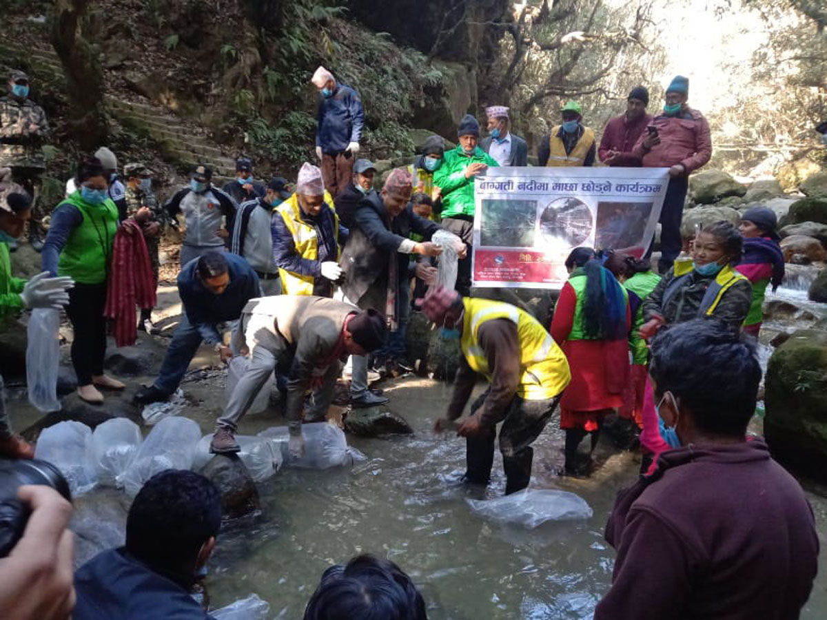 वाग्मतीको मुहान क्षेत्रमा छाडियो ४०० माछाका भुरा
