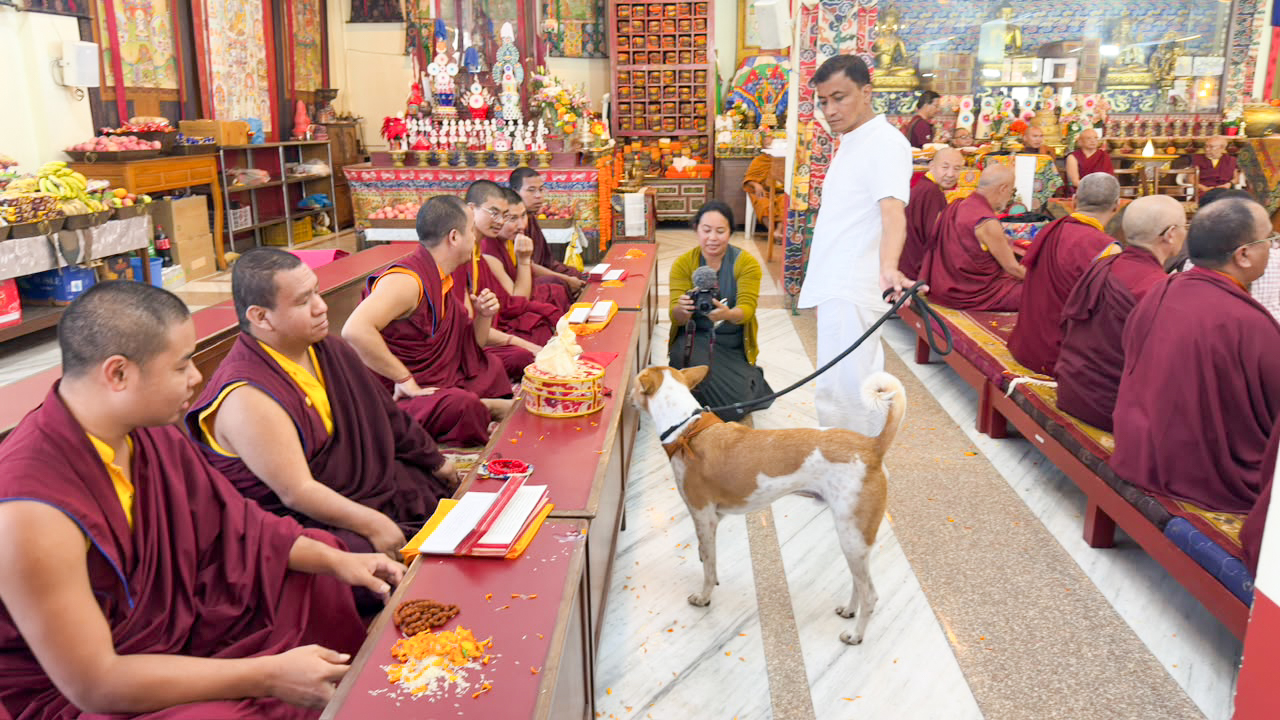 विश्व शान्तिको सन्देश फैलाउँदै चर्चित कुकुर ‘अलोका’ नेपालमा