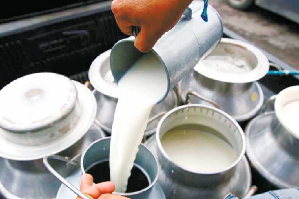 भोजपुरका किसानलाई उत्पादित दूध बजारसम्म लैजानै समस्या  