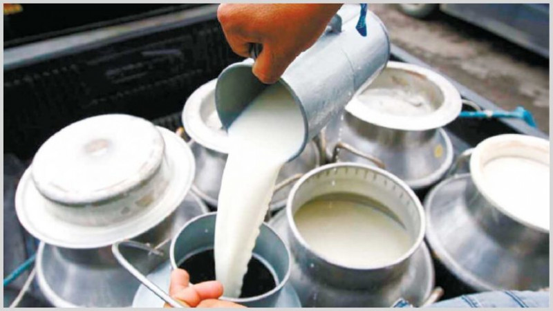 पर्वतमा दूध उत्पादन बढ्यो