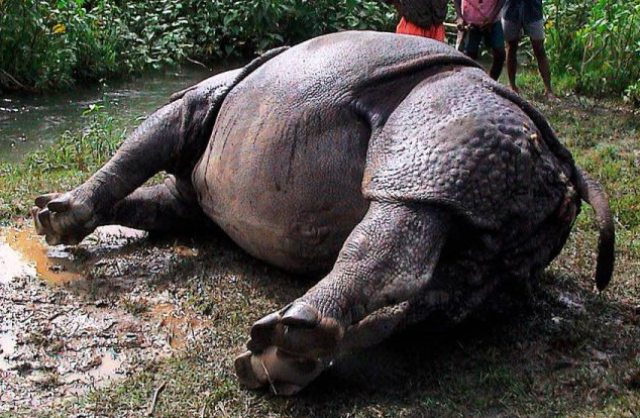 गैंडा मृत भेटियो