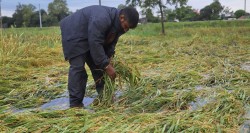 कञ्चनपुरमा बाढीले पाक्नै लागेको धान खेती नष्ट, किसान चिन्तित