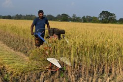 कञ्चनपुरका किसानलाई धान काट्न चटारो