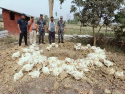 रौतहटमा भन्सार छली भित्र्याइएको ४ क्विन्टल बढी बोइलर कुखुरा नष्ट