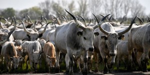 युरोपमा फैलियो खतरानाक भाइरस, तीन देशले गरे सिमानामा सिल