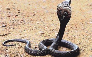 यी हुन् गुल्मीमा "दुर्लभ किङ कोब्रा" उद्दार गर्ने सागर पाण्डे