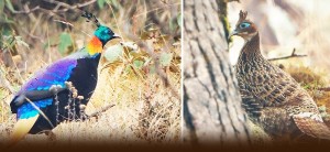 काठमाडौं नजिकै भेटियो डाँफे जोडी