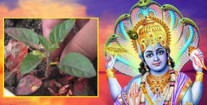 आज हरिशयनी एकादशी, कस्तो छ शास्त्रीय मान्यता ?
