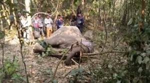 जङ्गलमा देखा परेको घाईते हात्तीको उपचार