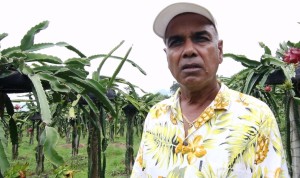 बाँझो बारीमा ड्रागन फ्रुटको बगैँचा, रामबहादुर शाहिको लाखौँ आम्दानी