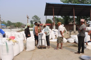 बर्दियामा सहकारीद्वारा समर्थन मूल्यमै धान खरिद, किसानलाई राहत