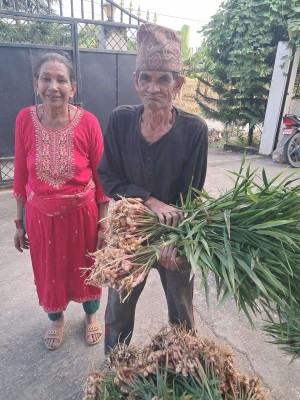 छठ पर्वमा हेटौंडाका किसानलाई अदुवा विक्रीबाट आम्दानी