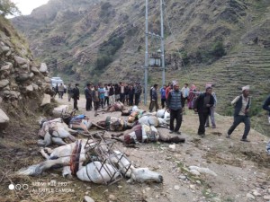 ट्रान्समिटरबाट विद्युत चुहावट हुँदा मुगुमा करेन्ट लागेर दश खच्चर मरे