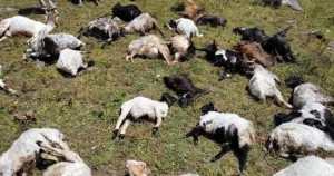 चट्याङ लागेर जुम्लामा २१ वटा भेडाबाख्रा मरे