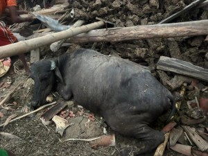  हावाहुरीले गोठ भत्किँदा दुई वटा भैँसी मरे
