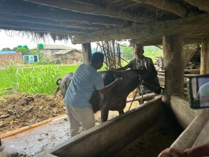 चन्द्रपुर नगरका ४४ वटा गाईभैंसीमा लम्पी स्किन रोगको  सङ्क्रमण 
