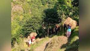 किसानलाई धान भित्र्याउने चटारो, बर्षाले १३९ मेट्रिक टन धानबाली नष्ट