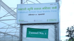 ‘छहारी’मा एकल महिलाको श्रम र पसिना :  बजार नपाउँदा सँधैभरी चिन्ता