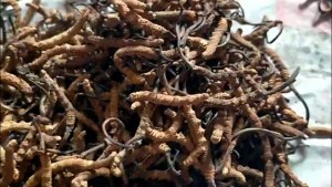बिक्री भएन यार्सागुम्बा, संकलक र व्यापारी मारमा