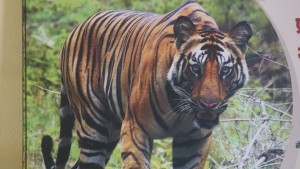 विश्व बाघ दिवसको छायाँमा गाउँलेका आँशु, सहअस्तित्वको कथामा पीडादायी घाउ