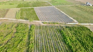 १०० बिघा क्षेत्रफलमा विषादी नियन्त्रित तरकारी फलाइरहेको फ्रेस केटिएम 