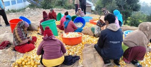 गाउँकै उत्पादन गाउँमा नै उद्योग, गाउँमा नै रोजगारी 