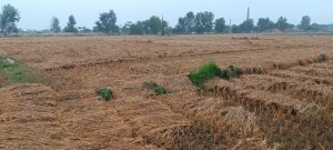 गएरातिदेखिको वर्षाले खेतको धान भिज्यो, कृषकहरू चिन्तित 