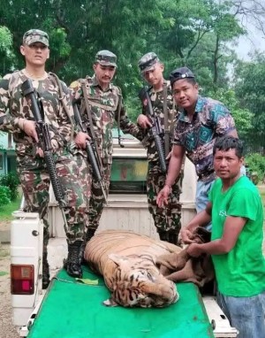 चार जनाको ज्यान लिने बाघ नियन्त्रणमा