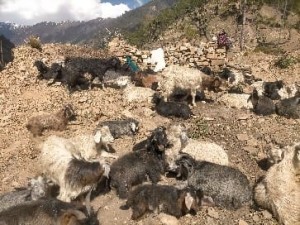 जुम्ला गुठिचौरको ठूलोहाँका पाटनमा चट्याङ : २ सय भेडा मरेको अनुमान