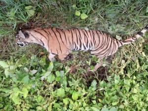 ठोरीमा मृत भेटिएको दुर्लभ पाटे बाघ आपसी लडाइँमा मरेको हुनसक्ने