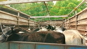 मकवानपुरमा गाई गोरु तस्करीका घटना बढ्दो 