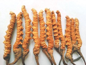 किन घट्दैछ नेपालबाट यार्सा गुम्बा निर्यात ?