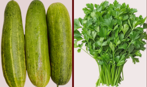 हरियो धनियाँ र काक्रोमा भेटियो अत्याधिक विषादी