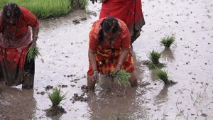 असार १५ सम्म देशभर २०.३ प्रतिशत मात्र धान रोपाइँ