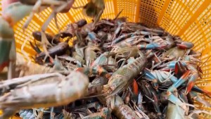 दक्षिण चीनमा नीलो लोबस्टरको उत्पादन बढ्यो