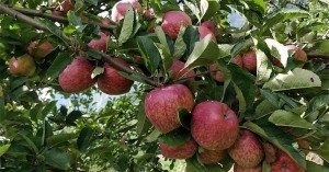 बाजुराको अर्गानिक स्याउ बिक्रीबाट १ करोड बढिको आम्दानी 