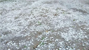 रौतहटमा भीषण असिना पानी, किसानले लगाएकाे मकै तथा गहुँबाली पूर्ण रुपमा नष्ट