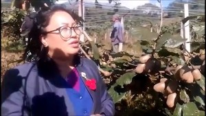 एक सय रोपनी जग्गामा किवी फार्म 