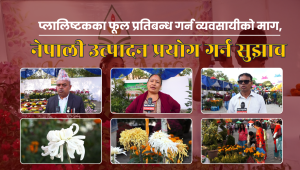 प्लालिष्टकका फूल प्रतिबन्ध गर्न व्यवसायीको माग, नेपाली उत्पादन प्रयोग गर्न सुझाव