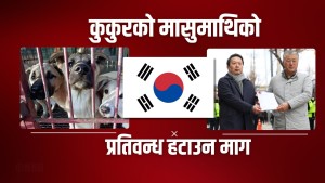 दक्षिण कोरिया : कुकुरको मासुमाथिको प्रतिवन्ध हटाउन माग 