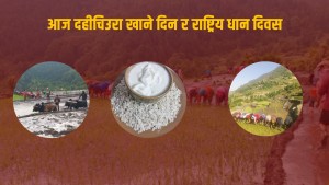 आज असार १५ अर्थात राष्ट्रिय धान दिवस, रोपाईँ गर्दै दही चिउरा खाने दिन 