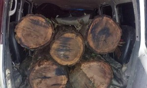 तस्करीको काठ स्थानीद्बारा बरामद, सामुदायिक वनका अध्यक्ष नै संग्लन रहेको आरोप