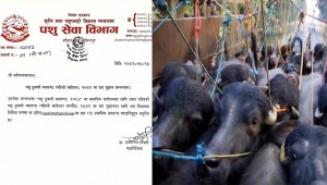 सरकारले माग्यो, 'पशुपन्छी ढुवानी मापदण्ड संशोधानको लागि सुझाव'