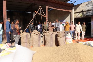 गुलरियामा धान खरिद गर्दै खाद्य कम्पनी, चार स्थानबाट धान खरिद