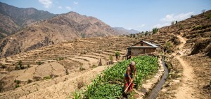 कर्णालीमा खेती गरिएको २७ प्रतिशत जमिनमा मात्रै वर्षभरि सिँचाइ