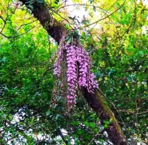 सलहेस फूलबारीमा आजमात्र फुल्ने फुल हेर्न आउनेको घुईंचो